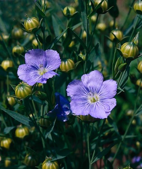 Linseed, flax Perennial flax