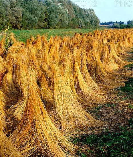 Linseed, flax