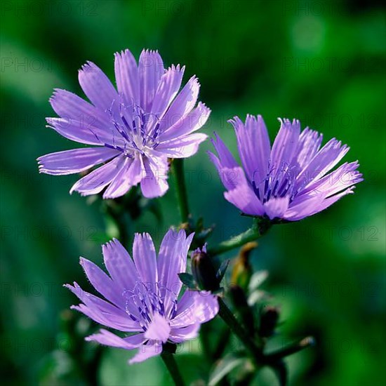 Chicory,