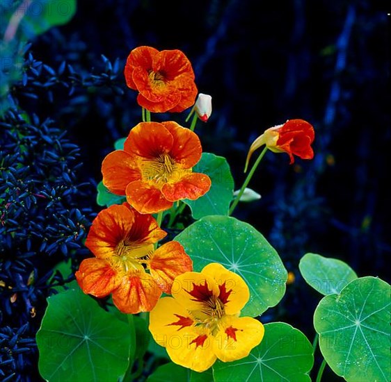 Nasturtium,