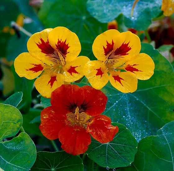 Nasturtium,