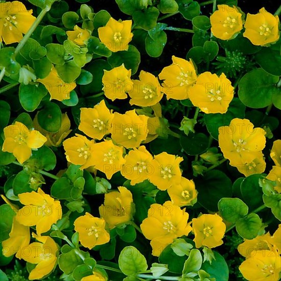 Creeping jenny,