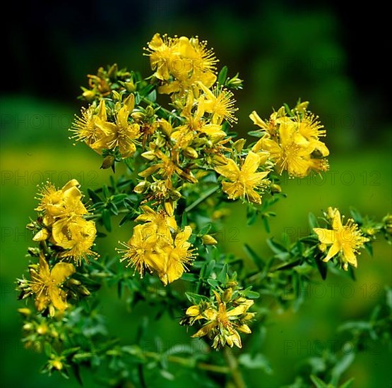 St. John's wort,