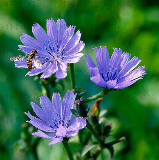 Chicory,