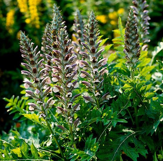 Hogweed Acanthus longifolius,