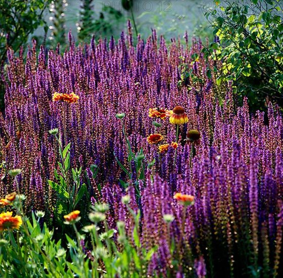 Woodland sage,