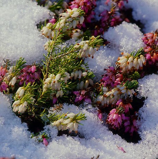 Heather Erica in the snow True cross-leaved heath,