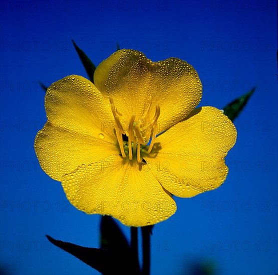 Common Evening Primrose,