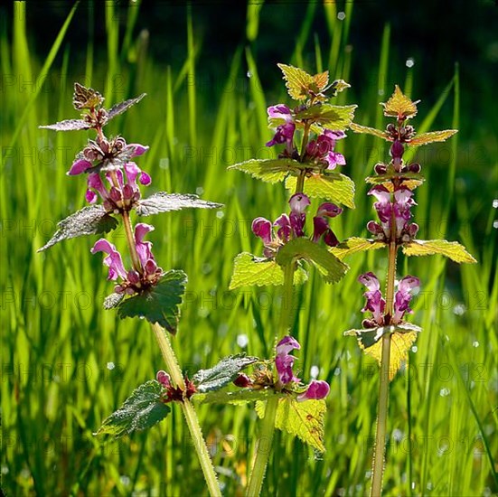 Spotted red deadnettle,