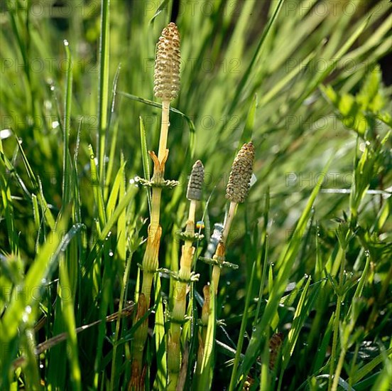 Field horsetail,