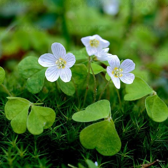 Wood Sorrel Oaxalis acetosella,