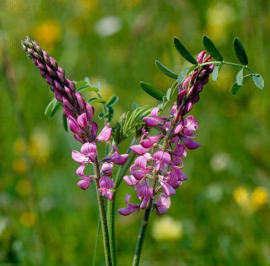 Sainfoin,