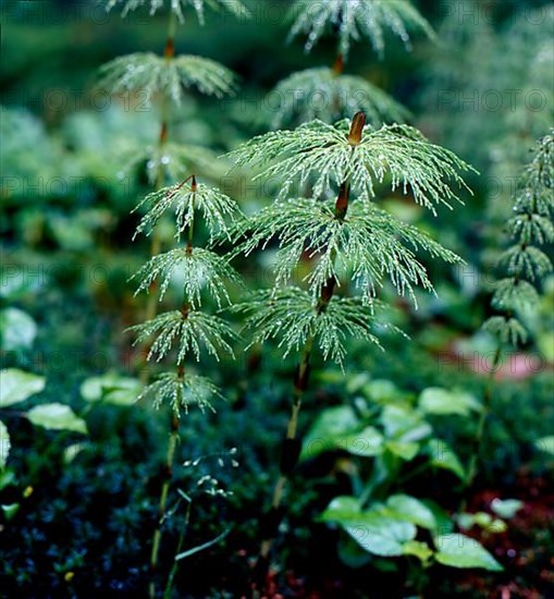 Wood horsetail,