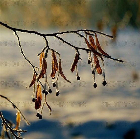 Lime fruits with hoarfrost, silver lime