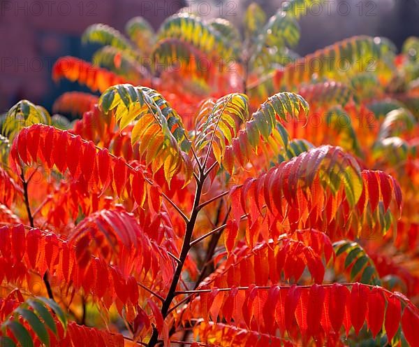 Staghorn sumac,