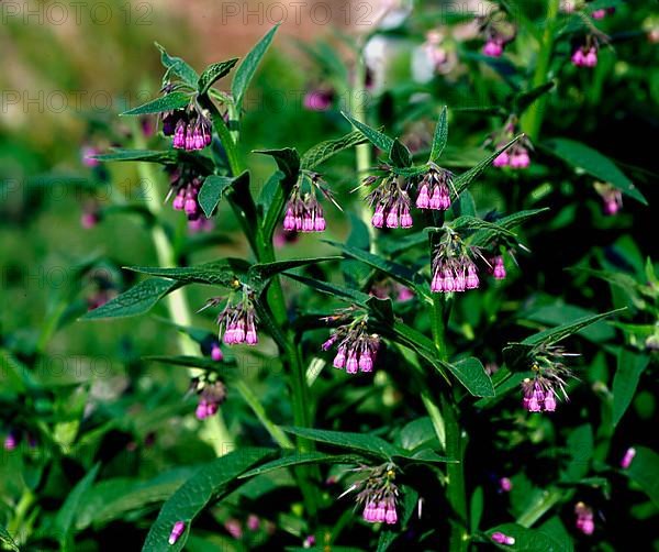 Common comfrey,