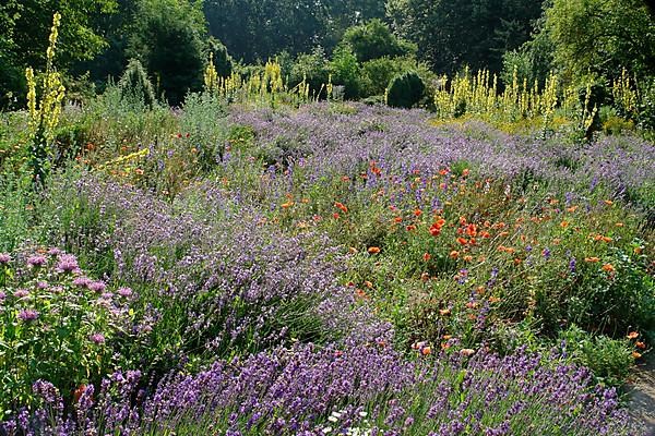 Aromatic garden Erlangen meadows park scenery herbs plants lavender, Aromatic garden Erlangen meadows park scenery herbs plants lavender