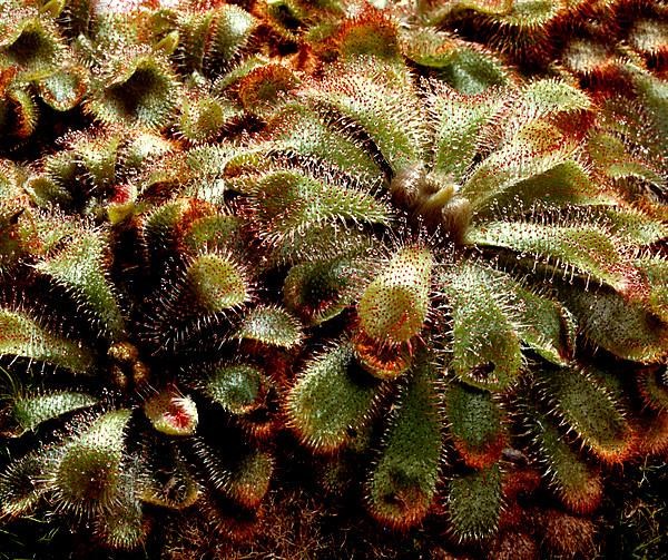 Sundew,