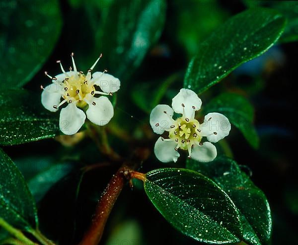 European mistletoe,