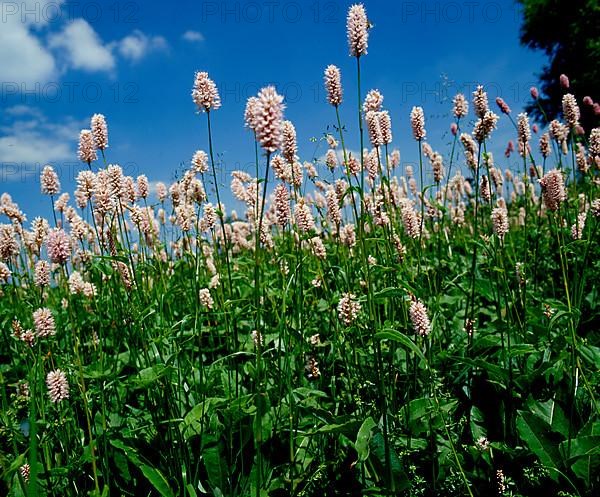 Snake's knotweed Meadow knotweed and viper's bugloss Ploygonum bistorta,