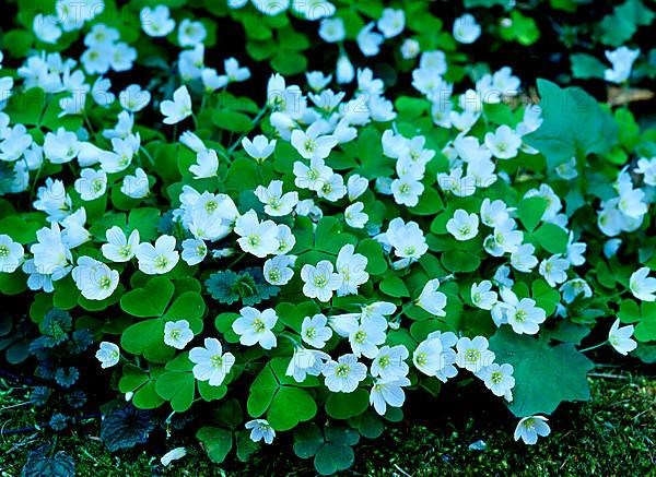 Wood Sorrel Oxalis ocetasello,