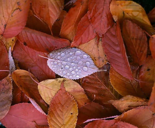 Foliage, autumn impressions