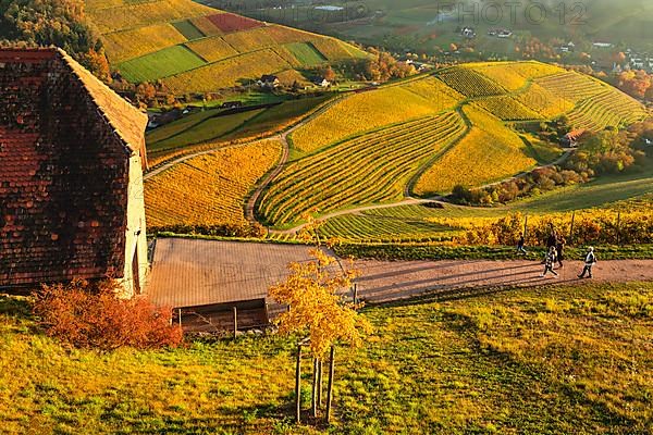 Hikers in the vineyards near Staufenberg Castle, Durbach