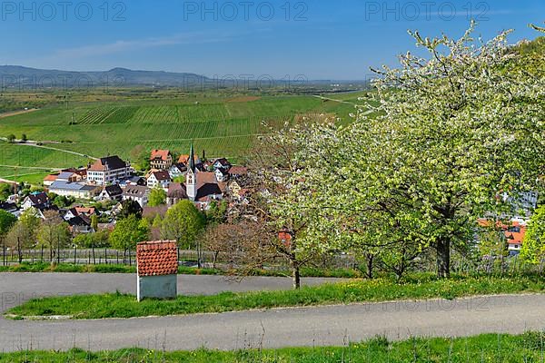 Ebringen, Markgraefler Land