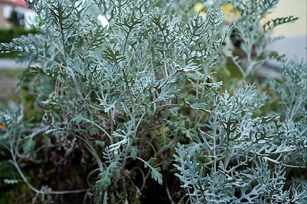 A silver tree wormwood,