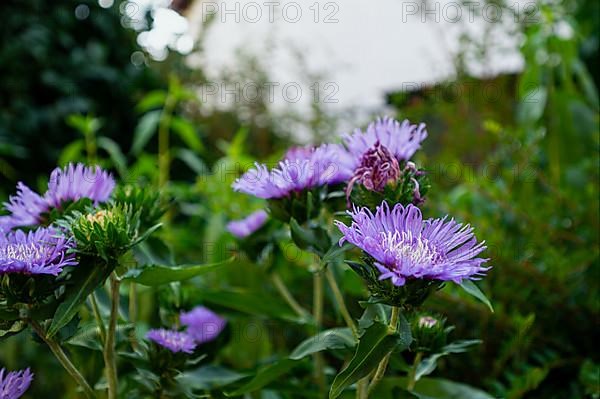 A cornflower asters,