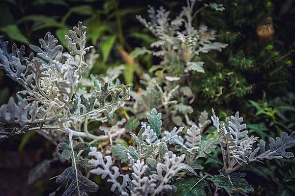 A silver tree wormwood,