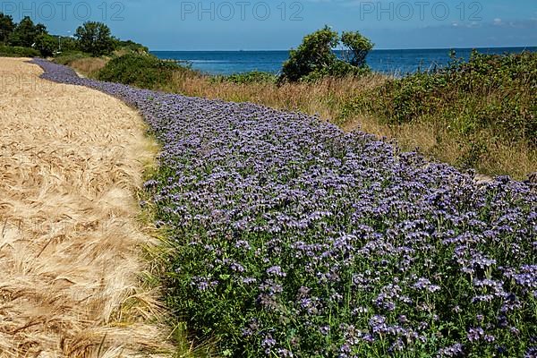 Wheat field with field of Scorpionweed,