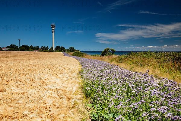 Wheat field with field of Scorpionweed,