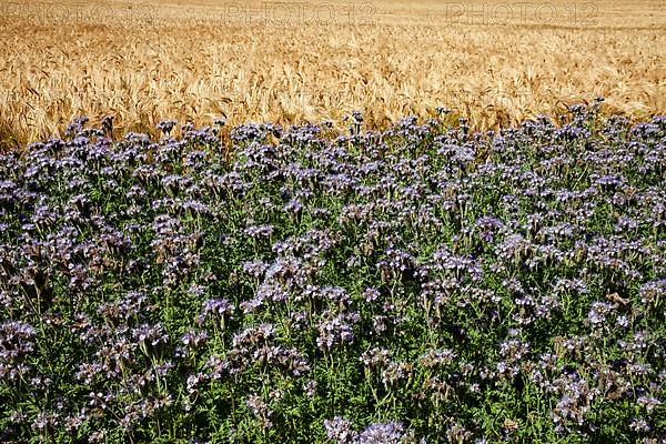 Wheat field with field of Scorpionweed,
