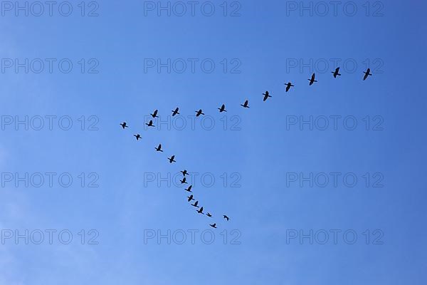 Wedge-shaped flock of birds in the sky,