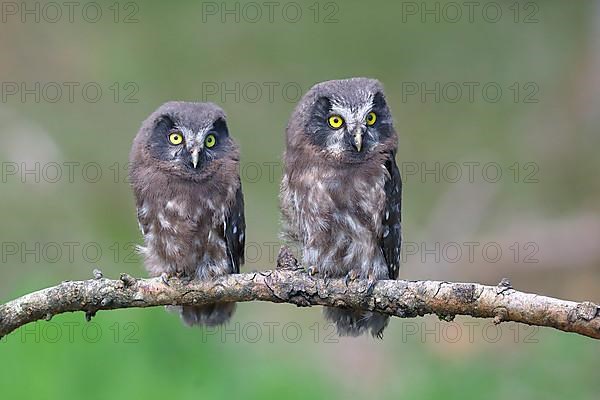 Tengmalm's Owl,