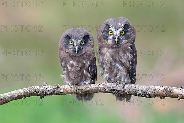 Tengmalm's Owl,