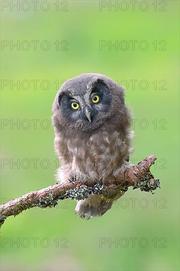 Tengmalm's Owl,