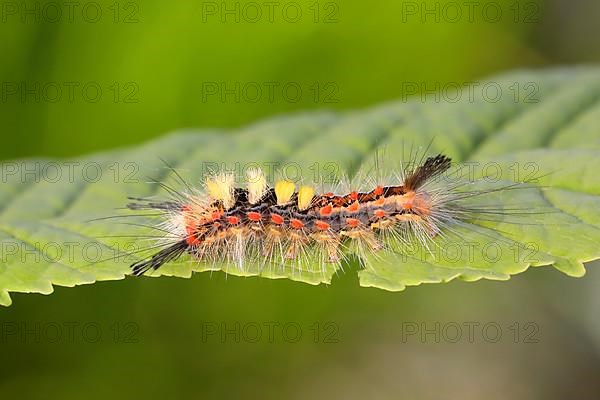 Rusty tussock moth,