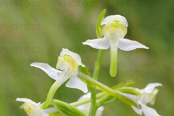 Greater butterfly-orchid,