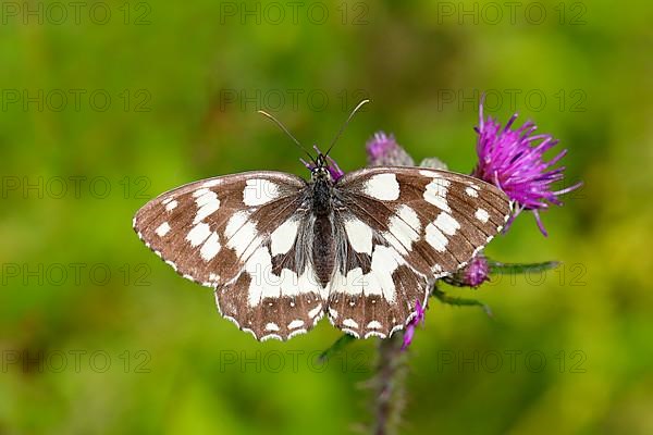 Marbled white,