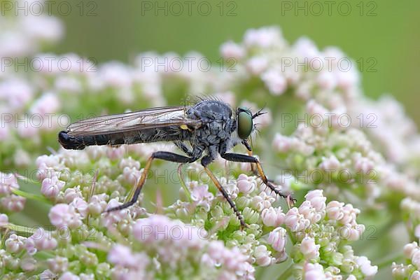 Garden robber fly,