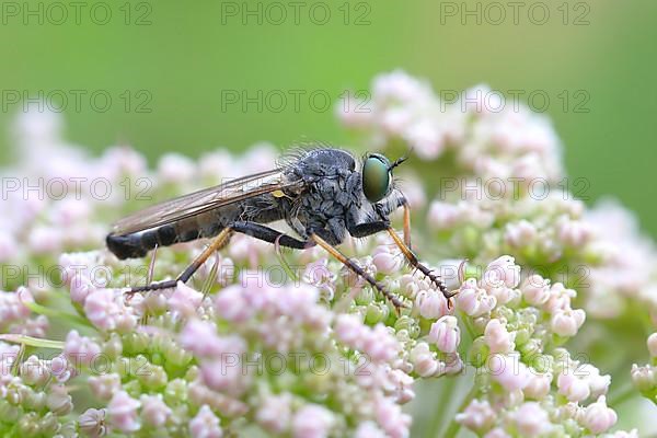 Garden robber fly,