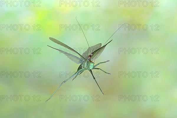 Great green bush cricket,