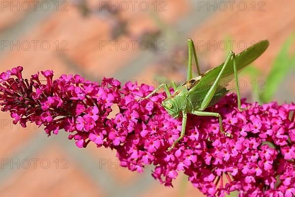 Great green bush cricket,