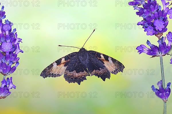 Small tortoiseshell,