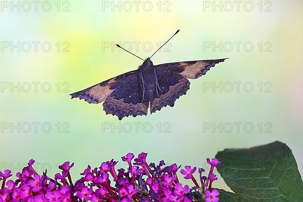 Small tortoiseshell,