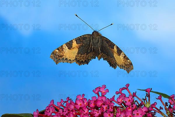 Small tortoiseshell,