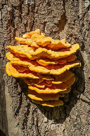 Sulphur Polypore,