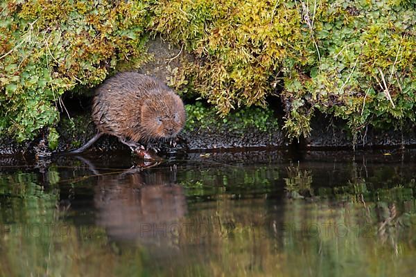 Water vole,